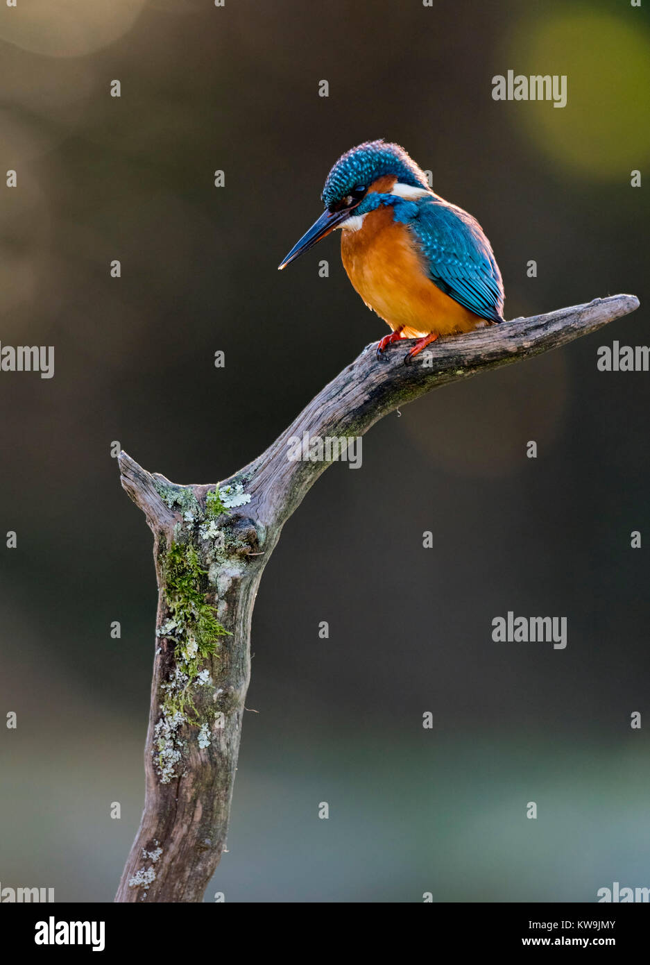 Common Kingfisher Stock Photo