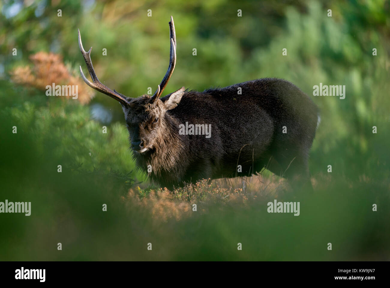 Sika Stag Stock Photo
