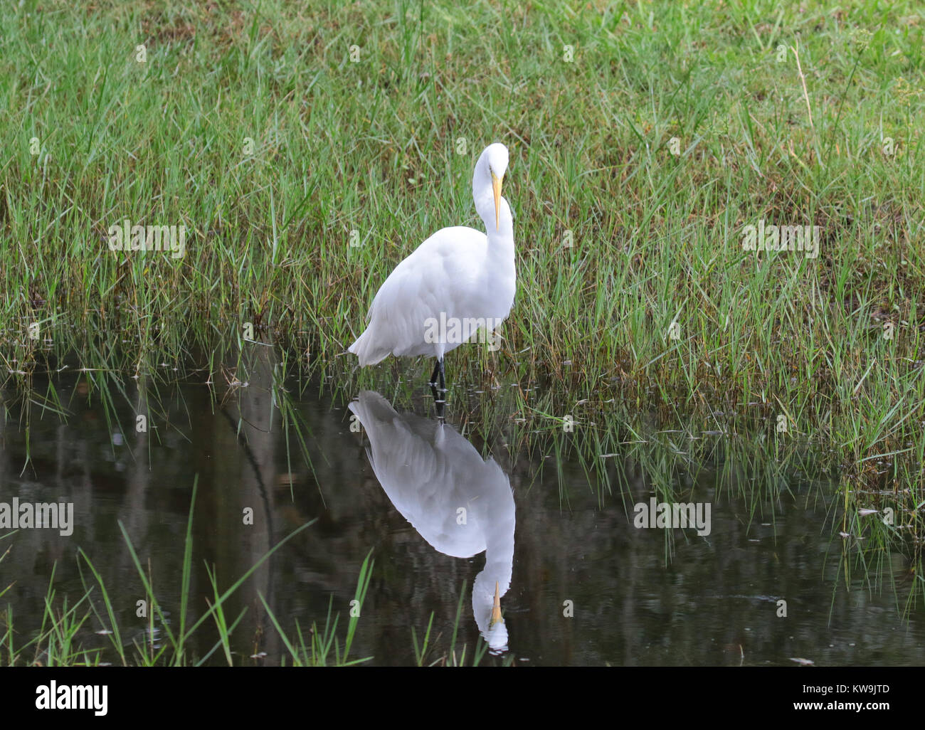 Great egret with mirror image in water reflection Stock Photo