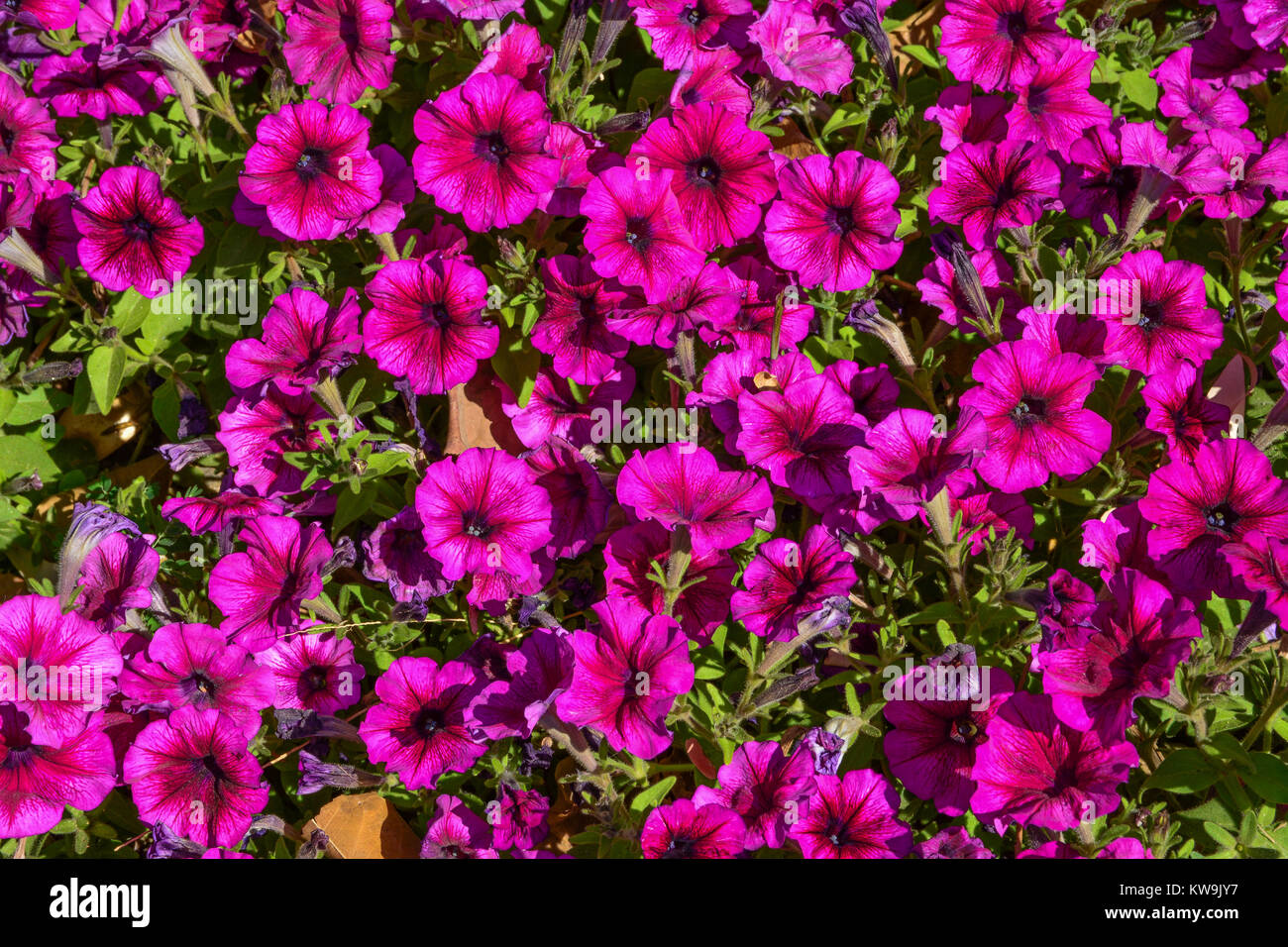 Flower pattern background Stock Photo
