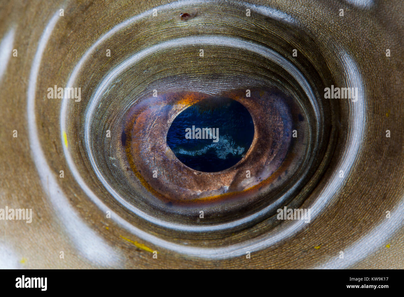 Eye of a Pufferfish Stock Photo Alamy