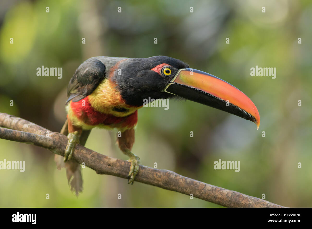 Fiery-billed Aracari (Pteroglossus frantzii) inhabits principally humid lowland forests, but has been recorded as high as 1800 m. Stock Photo