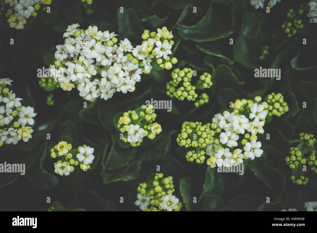 kanlanchoe in garden. blooming flora in park. white blossom Stock Photo