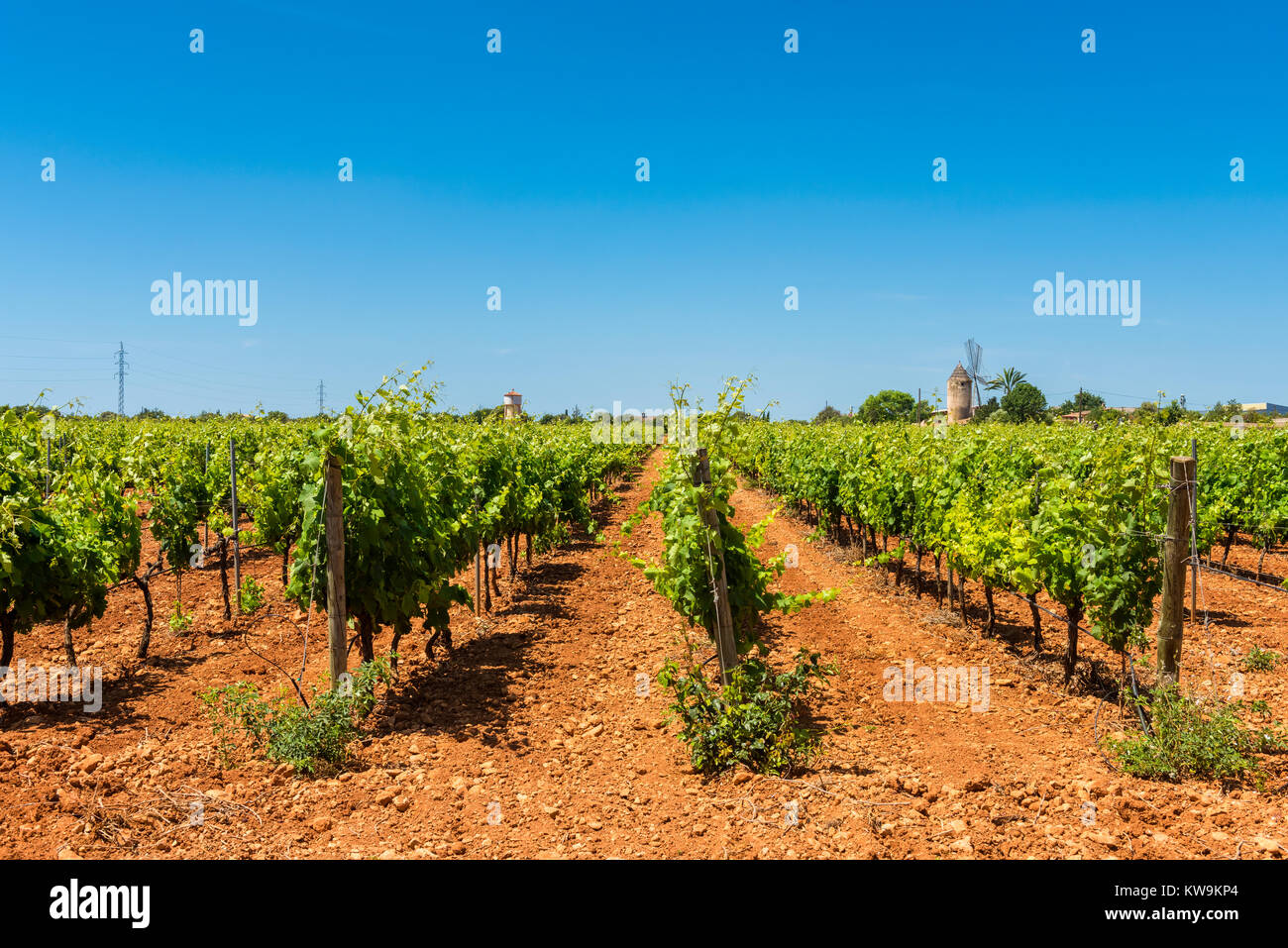 Vineyards in Central Mallorca, Balearic Islands, Spain Stock Photo