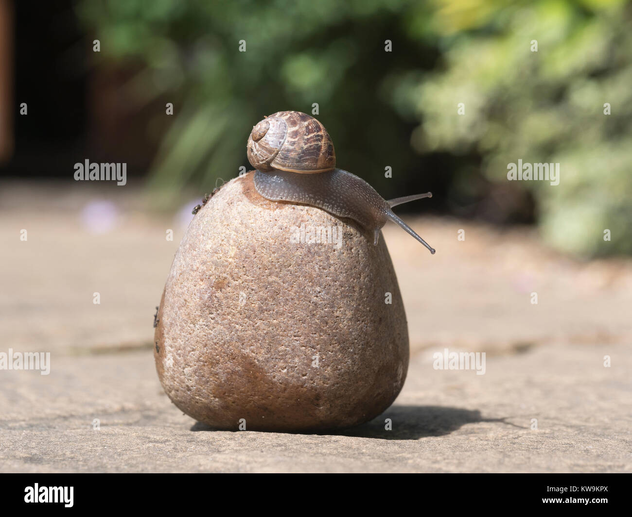 snail crawls down from pebble to ground Stock Photo