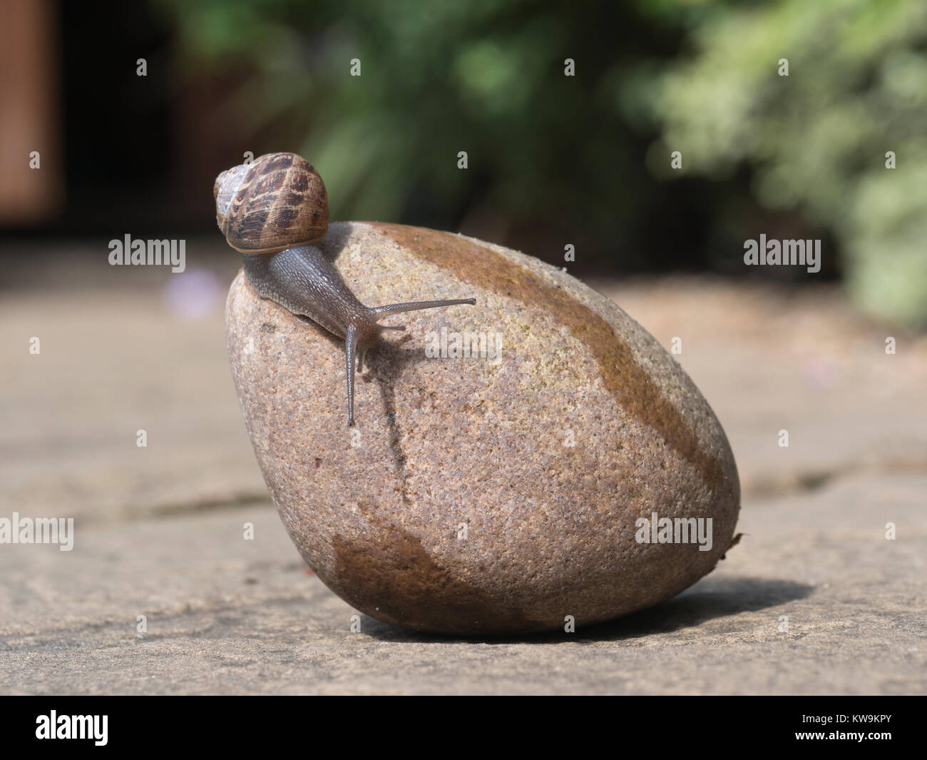snail crawls down from pebble to ground Stock Photo