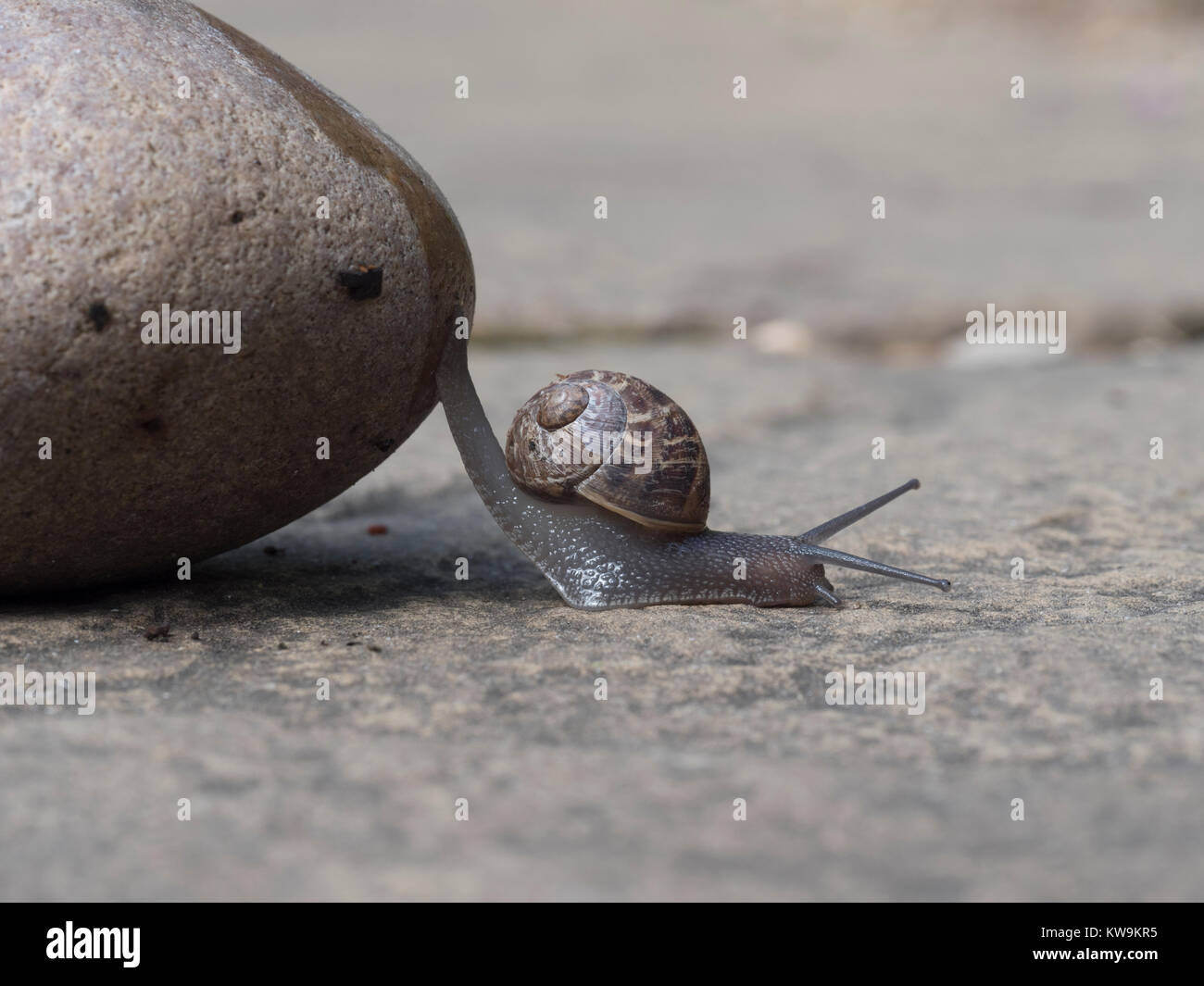 snail crawls down from pebble to ground Stock Photo