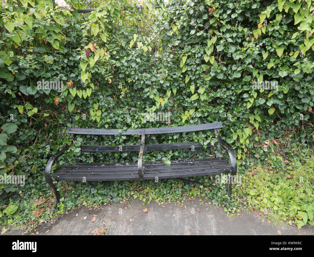 Old Black Bench In Leafy Background Environment In A London Park