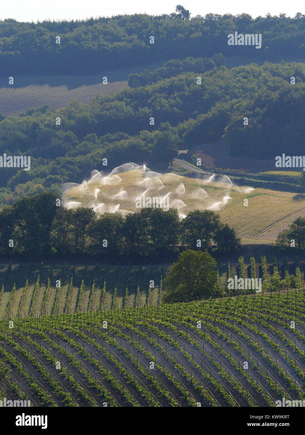 Farm field crops  being sprinkler watered in the south of France heat haze showing vines in the foreground Stock Photo