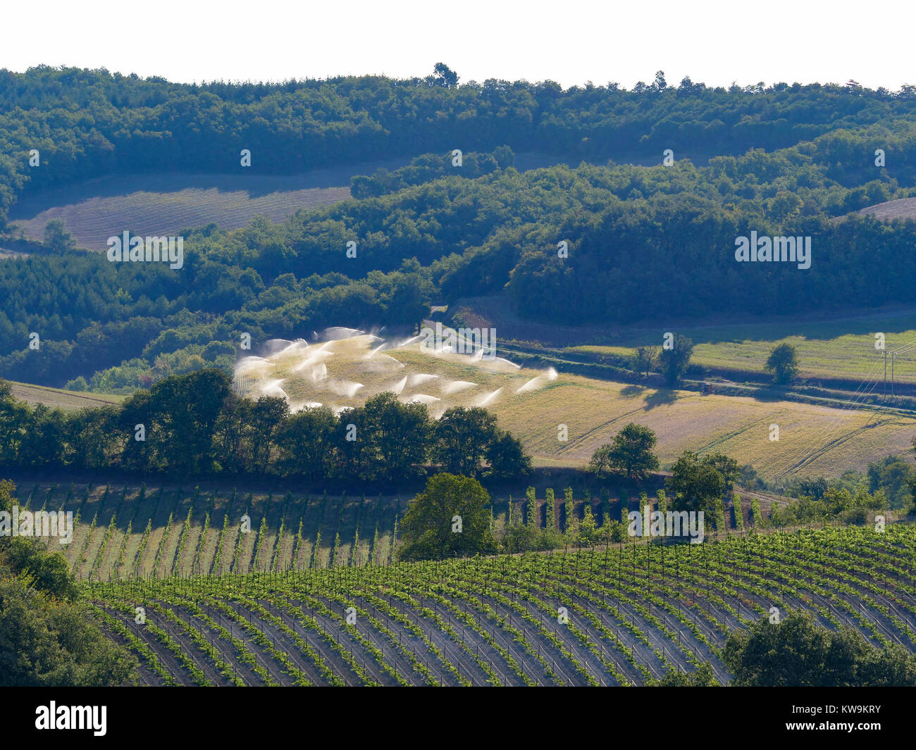 Farm field crops  being sprinkler watered in the south of France heat haze showing vines in the foreground Stock Photo