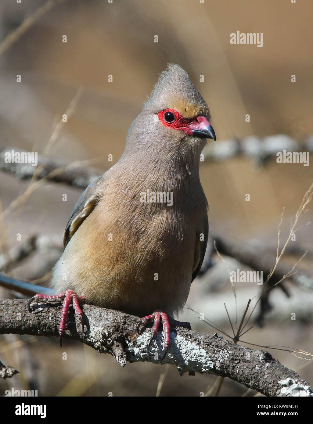 Red-faced Mousebird (Urocolius indicus) at the Mkuze Game Reserve, KwaZulu, Natal, South Africa Stock Photo