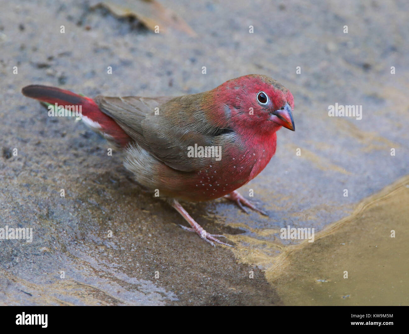 Red-billed Firefinch (Lagonosticta senegala) at the Mkuze Game Reserve, KwaZulu, Natal, South Africa Stock Photo