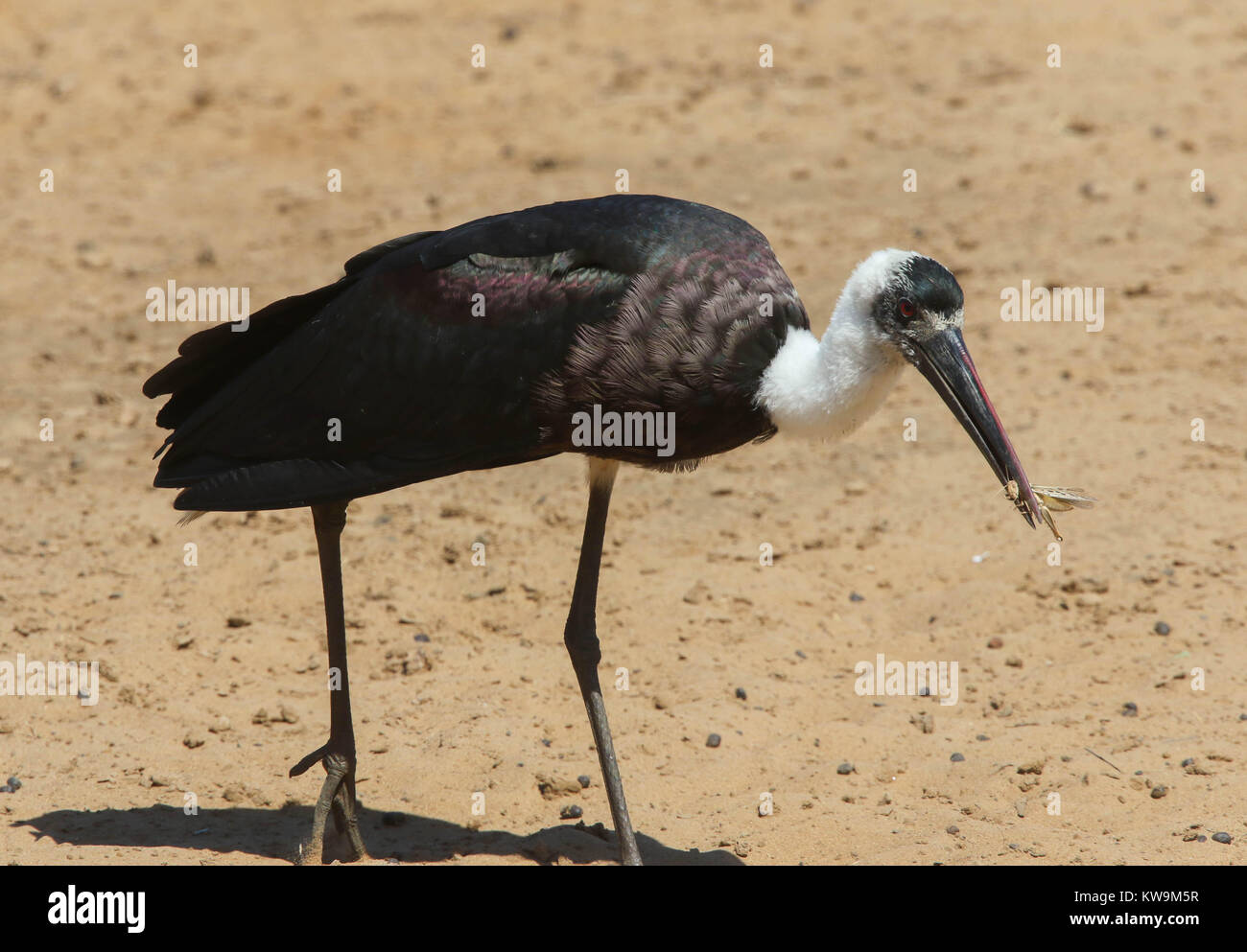 Woolly-necked Stork (Ciconia episcopus) at the Mkuze Game Reserve, KwaZulu, Natal, South Africa Stock Photo