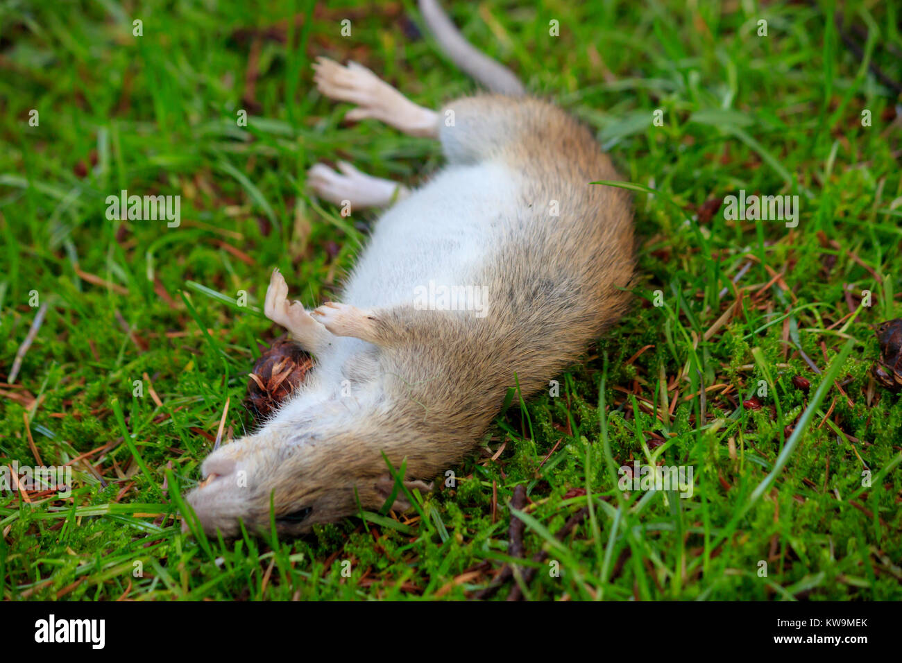 Dead animal mouse in trap, lying on green grass lawn, garden, park, outside,  backyard, summer Stock Photo - Alamy