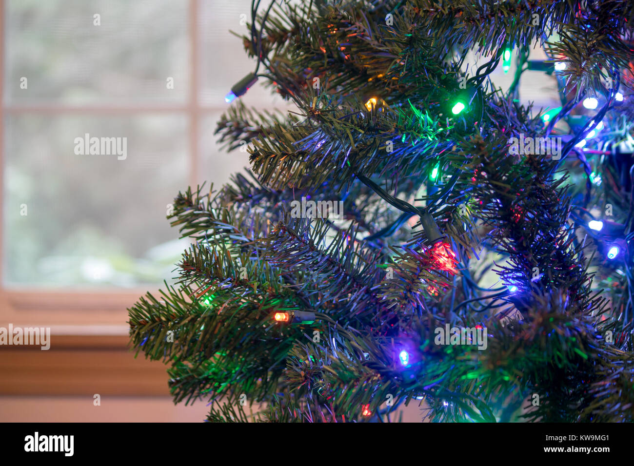 christmas lights strung up in a green tree Stock Photo - Alamy