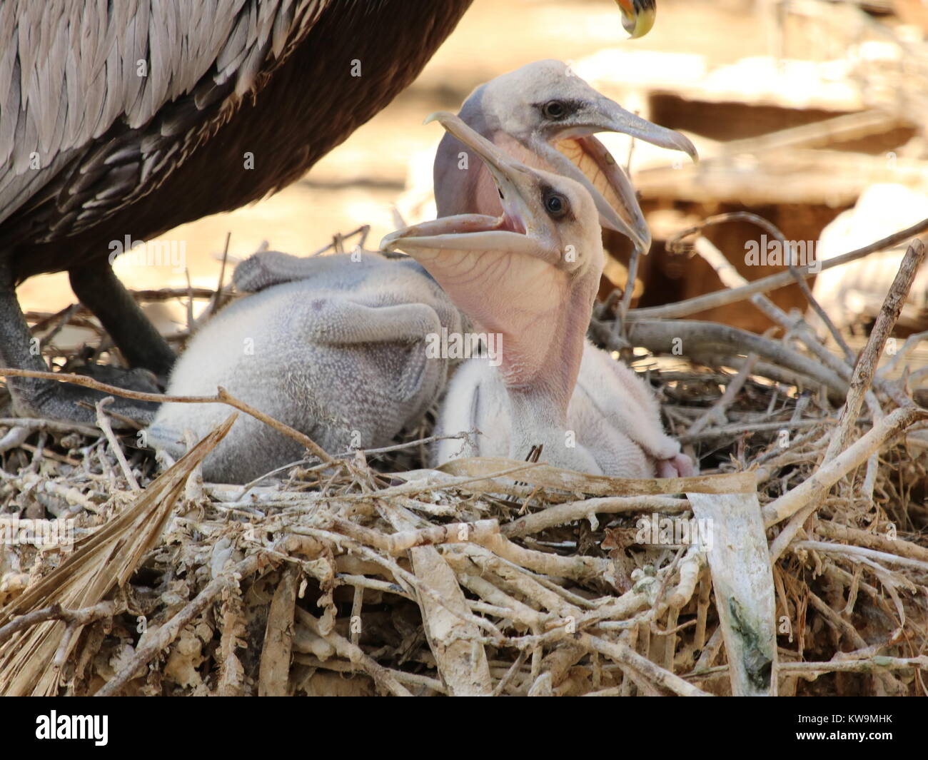 Pelican Baby High Resolution Stock Photography And Images Alamy Pelican Baby High Resolution Stock Photography And Images Alamy