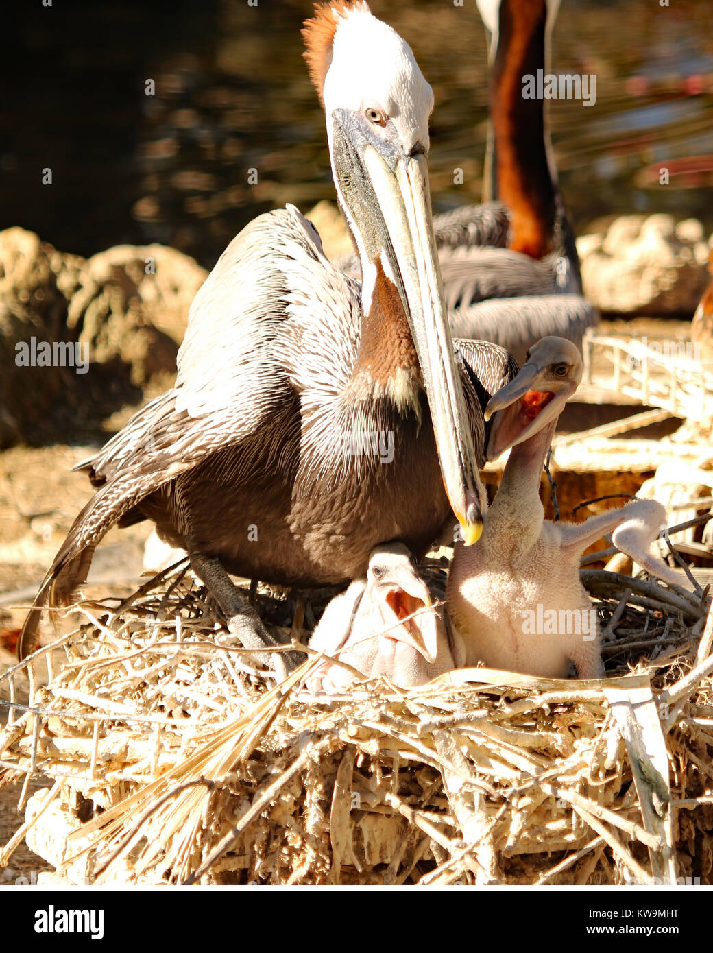 Mother pelican with baby bird hires stock photography and images Alamy
