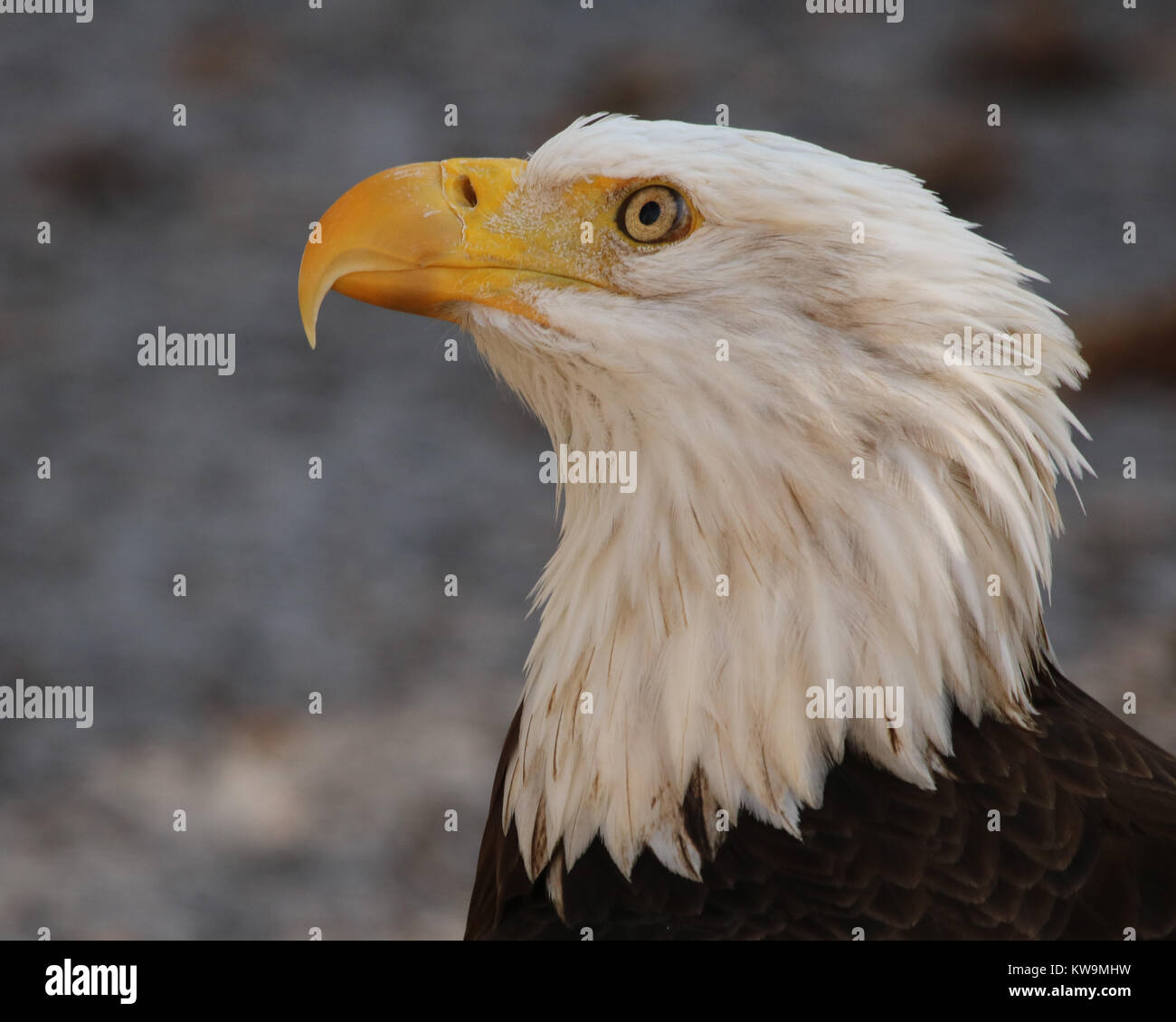 Eagle springs hi-res stock photography and images - Alamy
