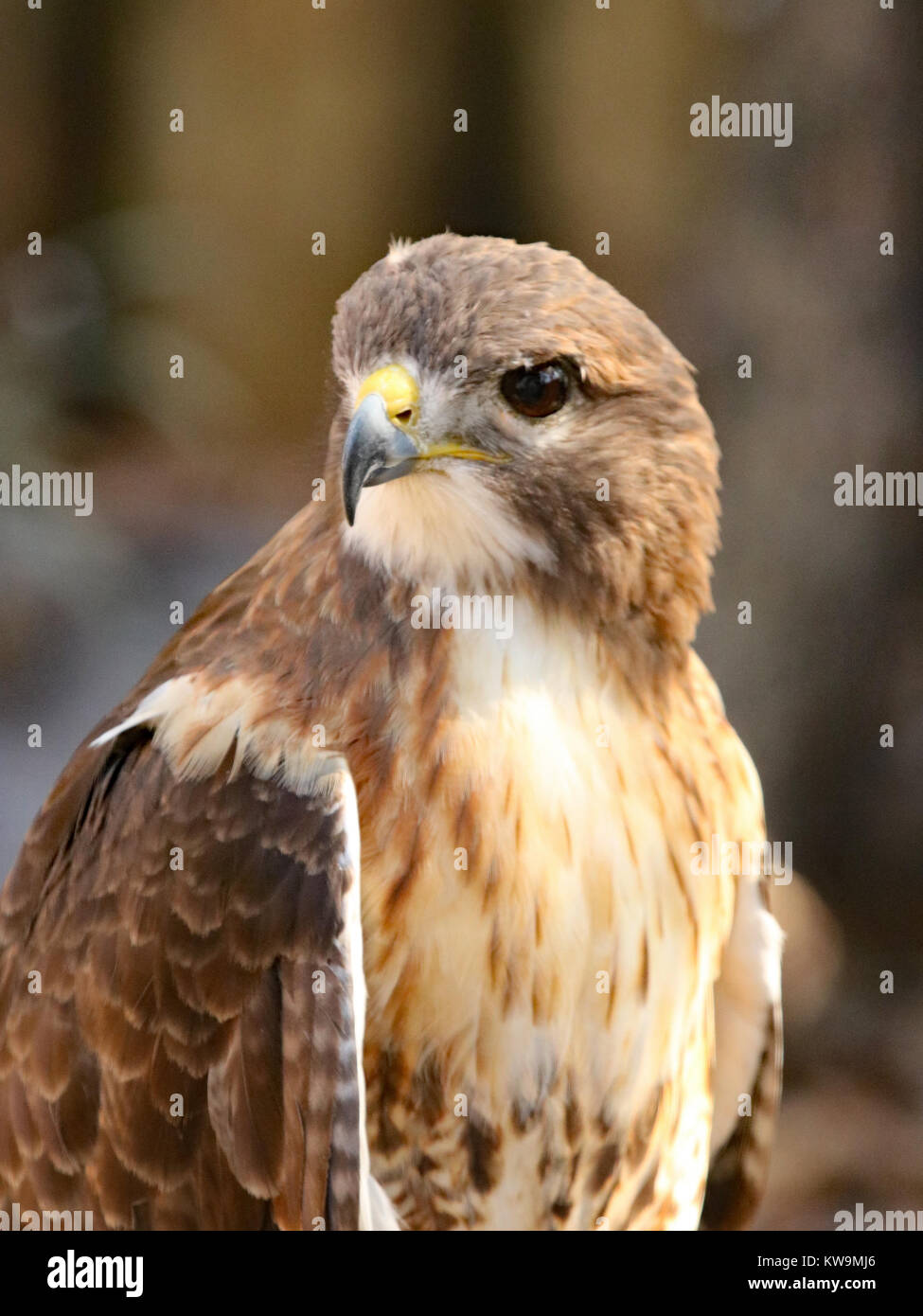 Cooper's hawk (Accipiter cooperii) in profile Stock Photo