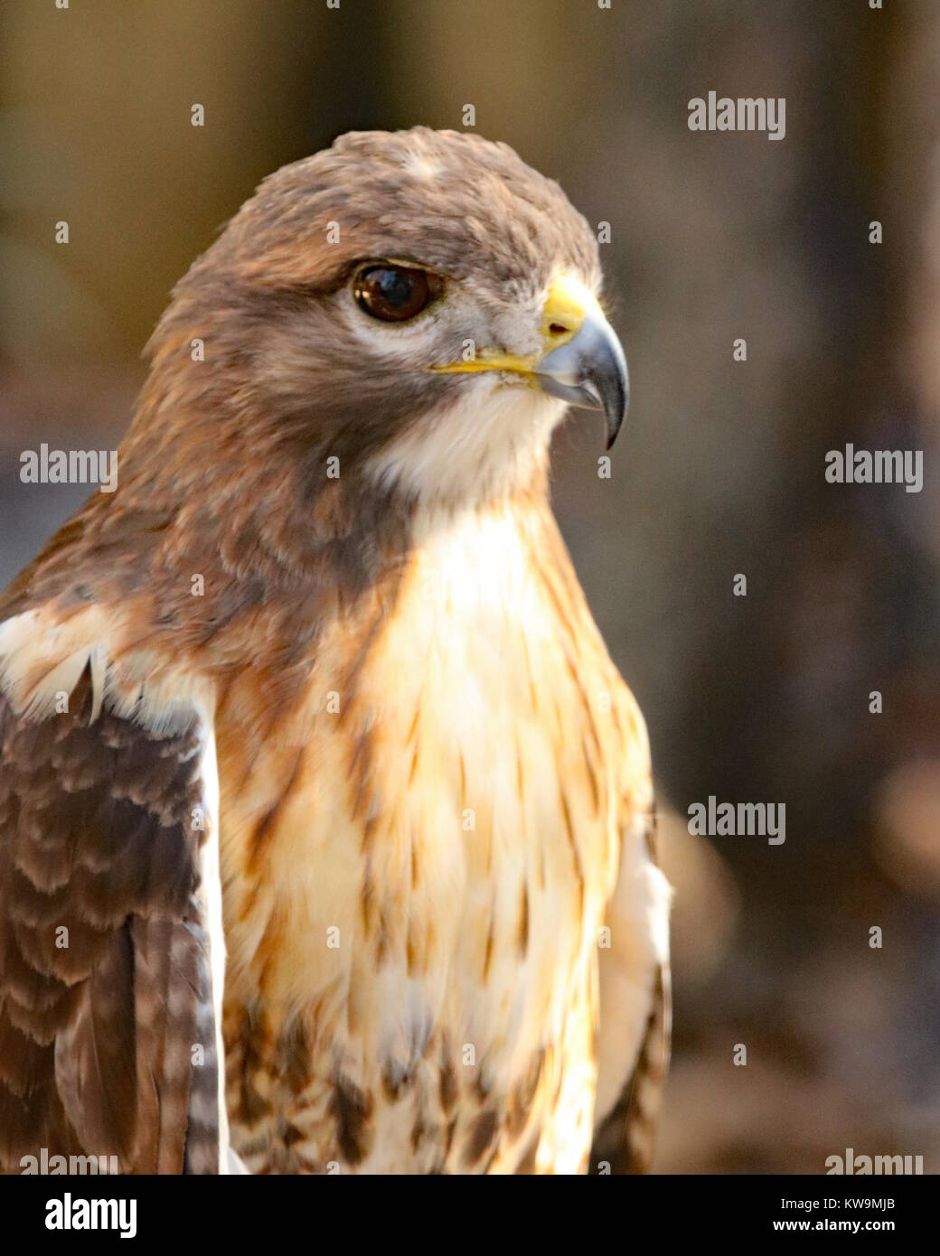 Cooper's Hawk, Florida Stock Photo Alamy