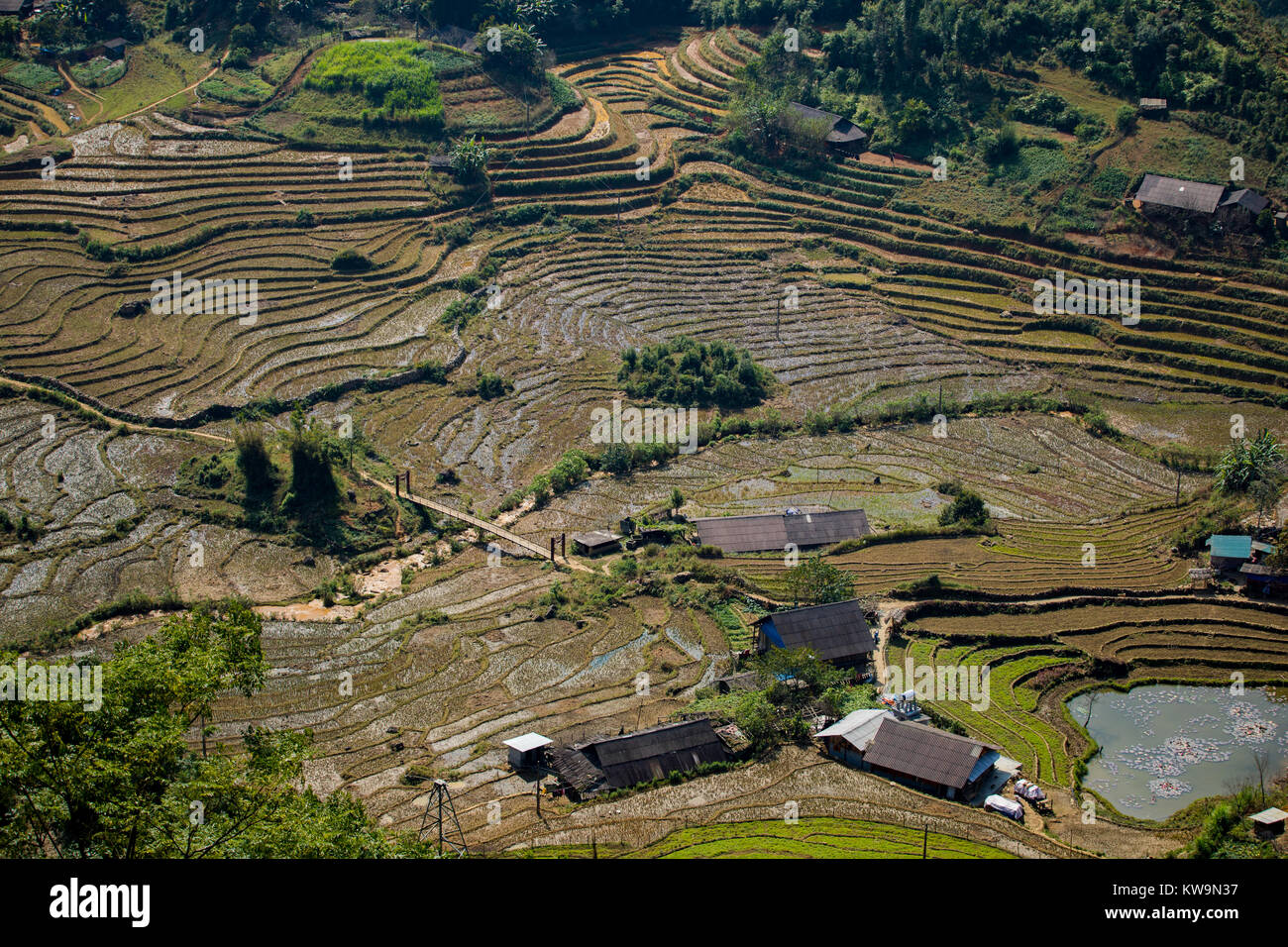 aerial view of rice terrace in sapa northern of vietnam Stock Photo - Alamy