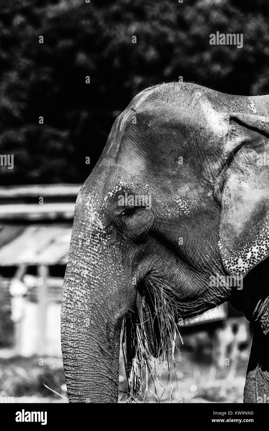 Indian Domestic Elephants at Jim Corbett National Park Stock Photo