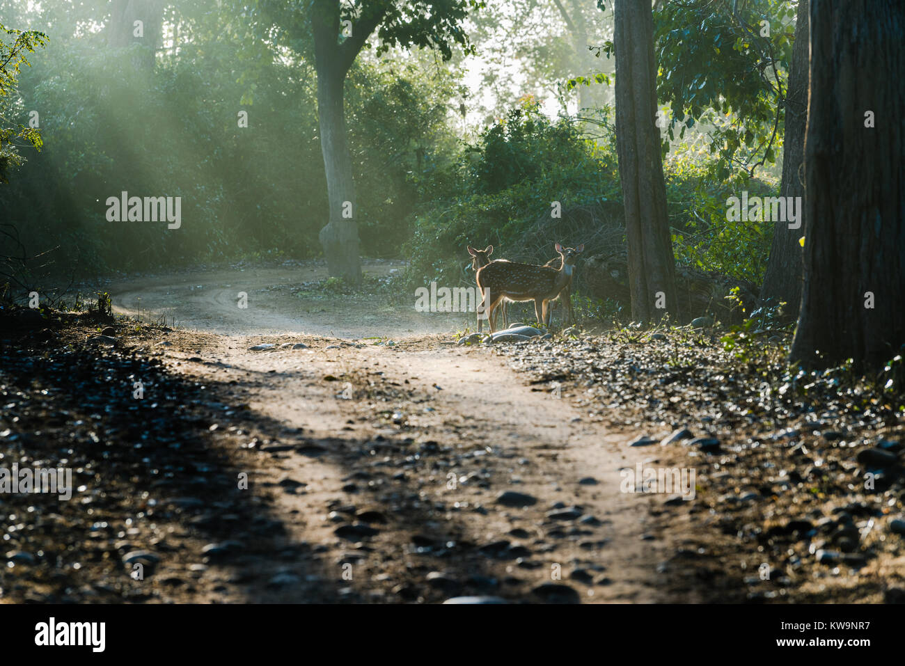 Jim corbett national park hires stock photography and images Alamy
