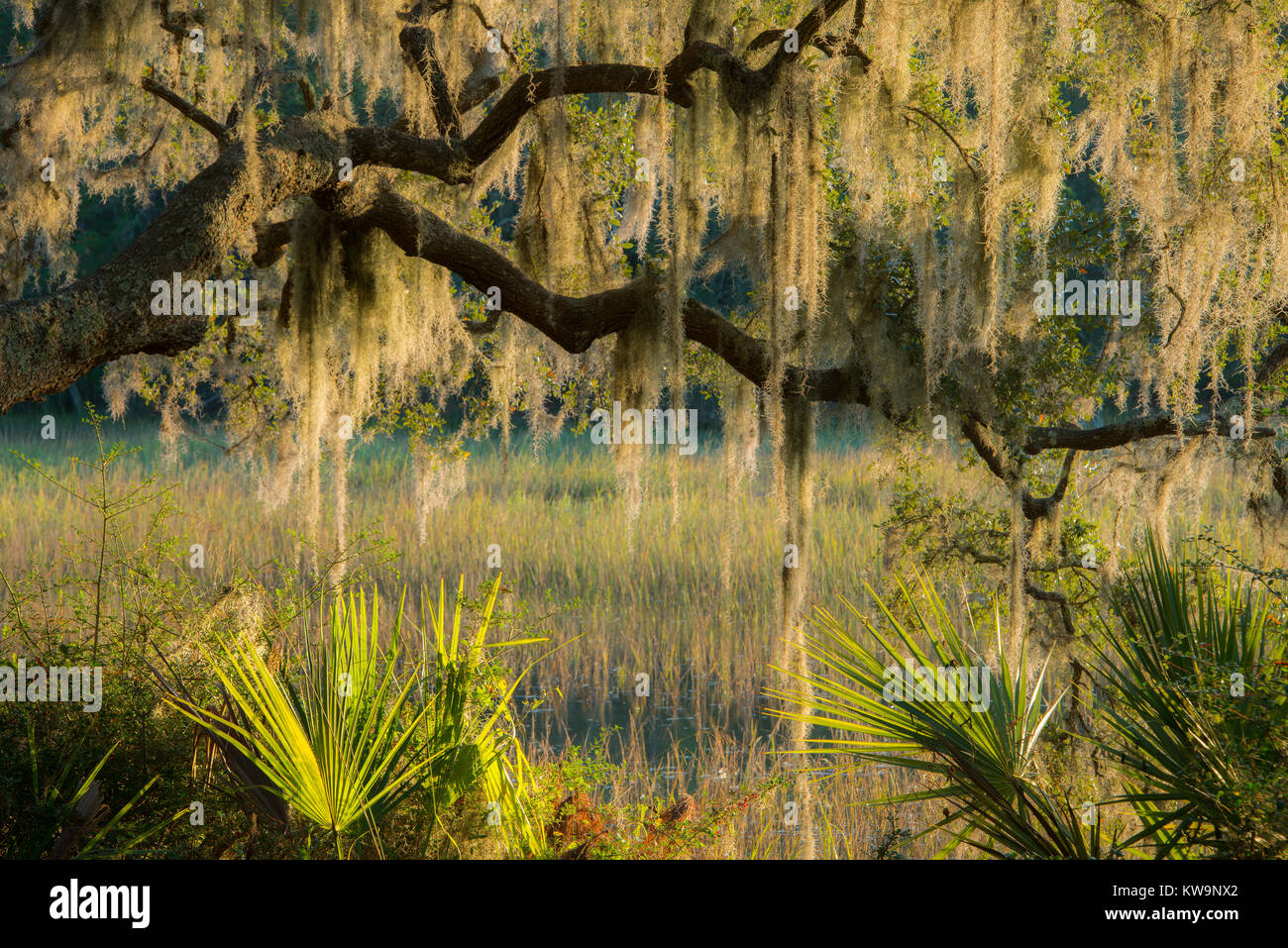 Live Oak Trees with Spanish Moss,,Callawassie Island, SC, USA by Bill