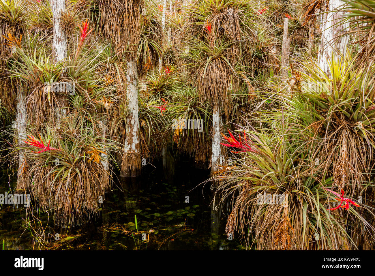 Epiphytes, Cardinal Bromeliad, growing on Bald Cypress, Everglades NP, FL USA, by Bill Lea/Dembinsky Photo Assoc Stock Photo