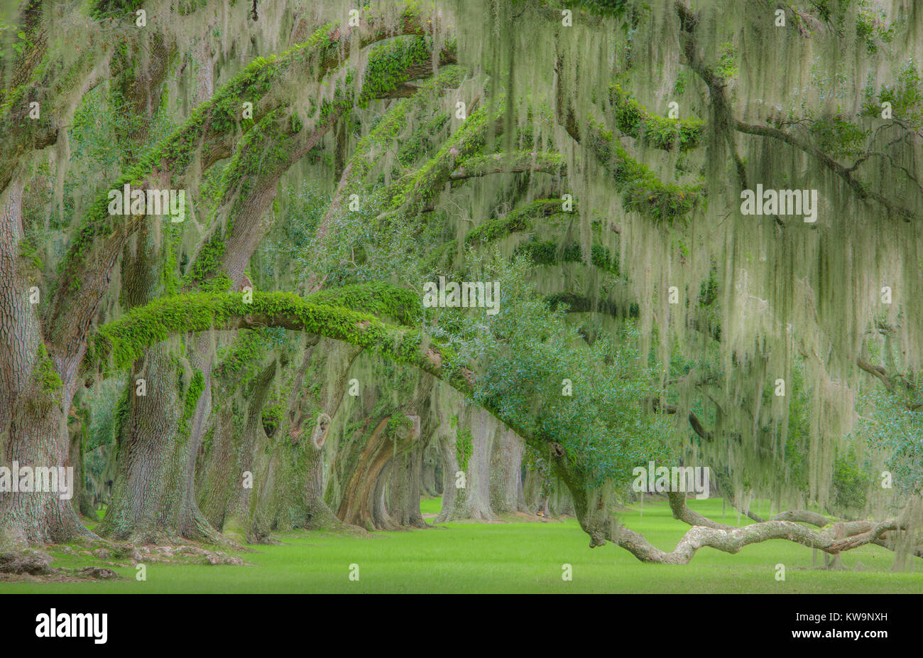 Airplants, epiphytes, Resurrection Ferns, Spanish moss, growing on Live Oak trees, South