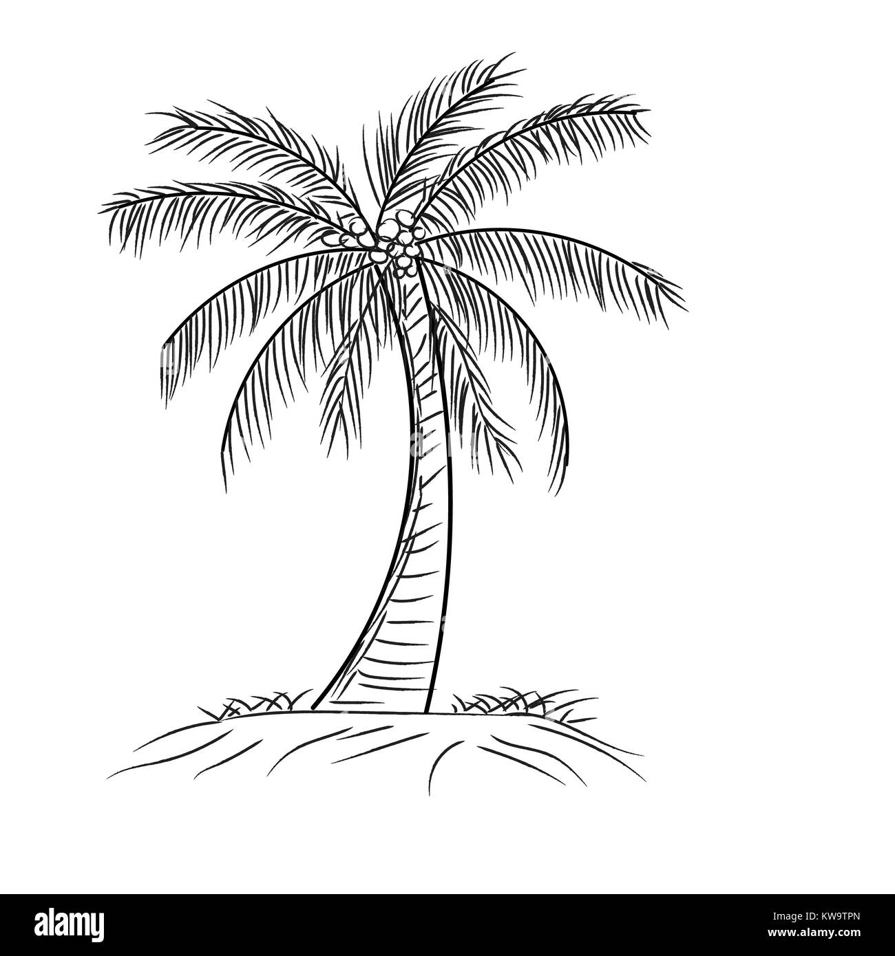 palm tree coconut with leaves, Hand drawn style design in outline