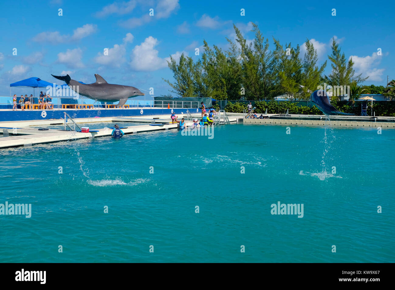 Dolphin Discovery, West Bay, Grand Cayman Stock Photo Alamy