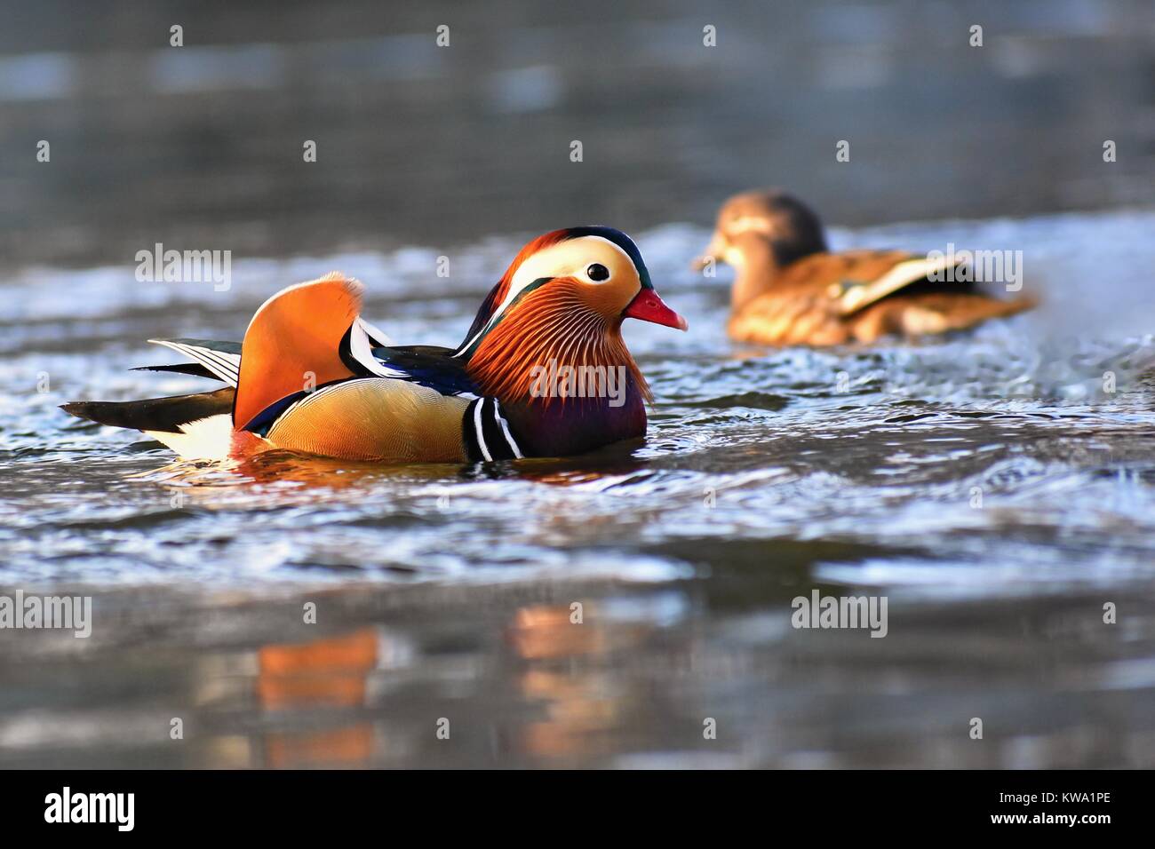 Closeup male mandarin duck (Aix galericulata) swimming on the water ...