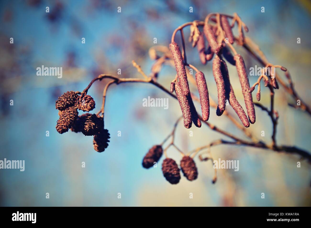 Alder with catkins. Beautiful natural colorful background with tree and branches.  (corylus avellana) Stock Photo