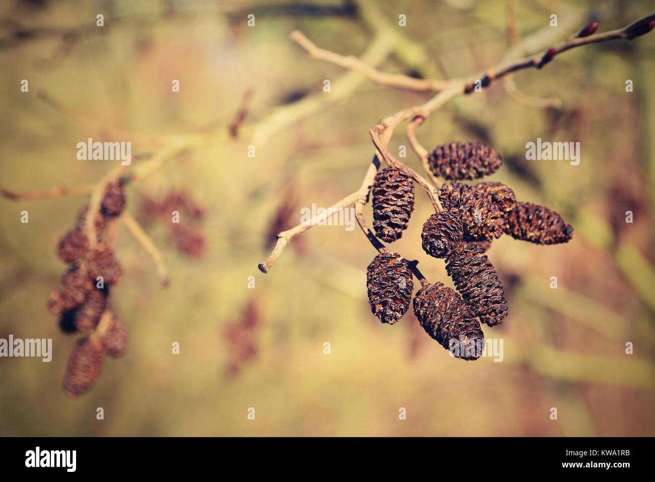 Alder with catkins. Beautiful natural colorful background with tree and branches.  (corylus avellana) Stock Photo
