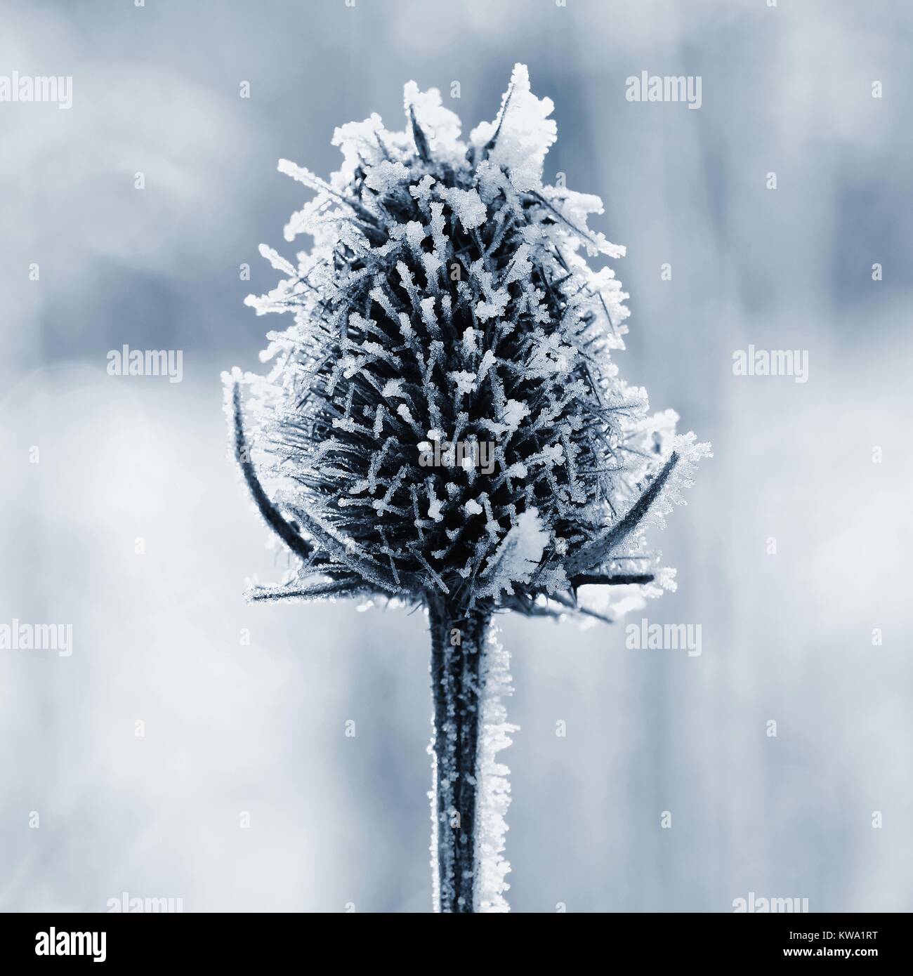 Frozen Onopordum acanthium .Frost on branches. Beautiful winter seasonal natural background. Stock Photo