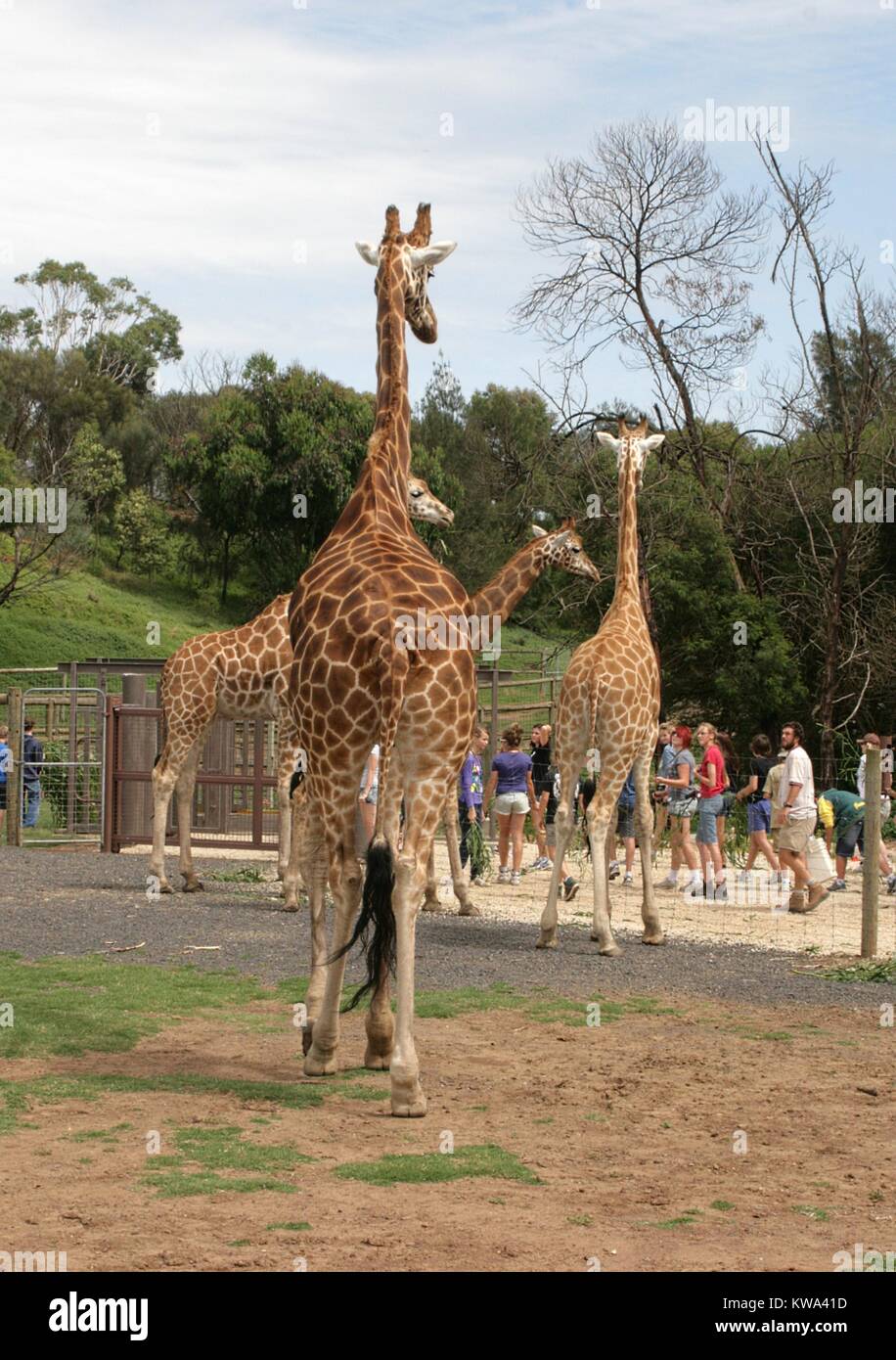 A family of giraffes watching visitors at the Werribee Open Range Zoo, Melbourne, Australia. Stock Photo