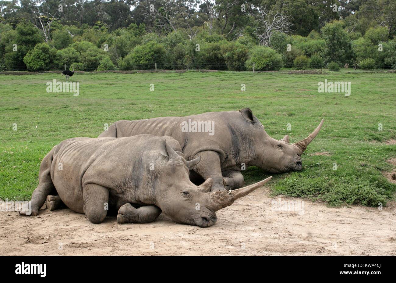 Two southern white rhinos sleeping at the Peon Range Zoo in Werribee, Melbourne, Australia. Stock Photo