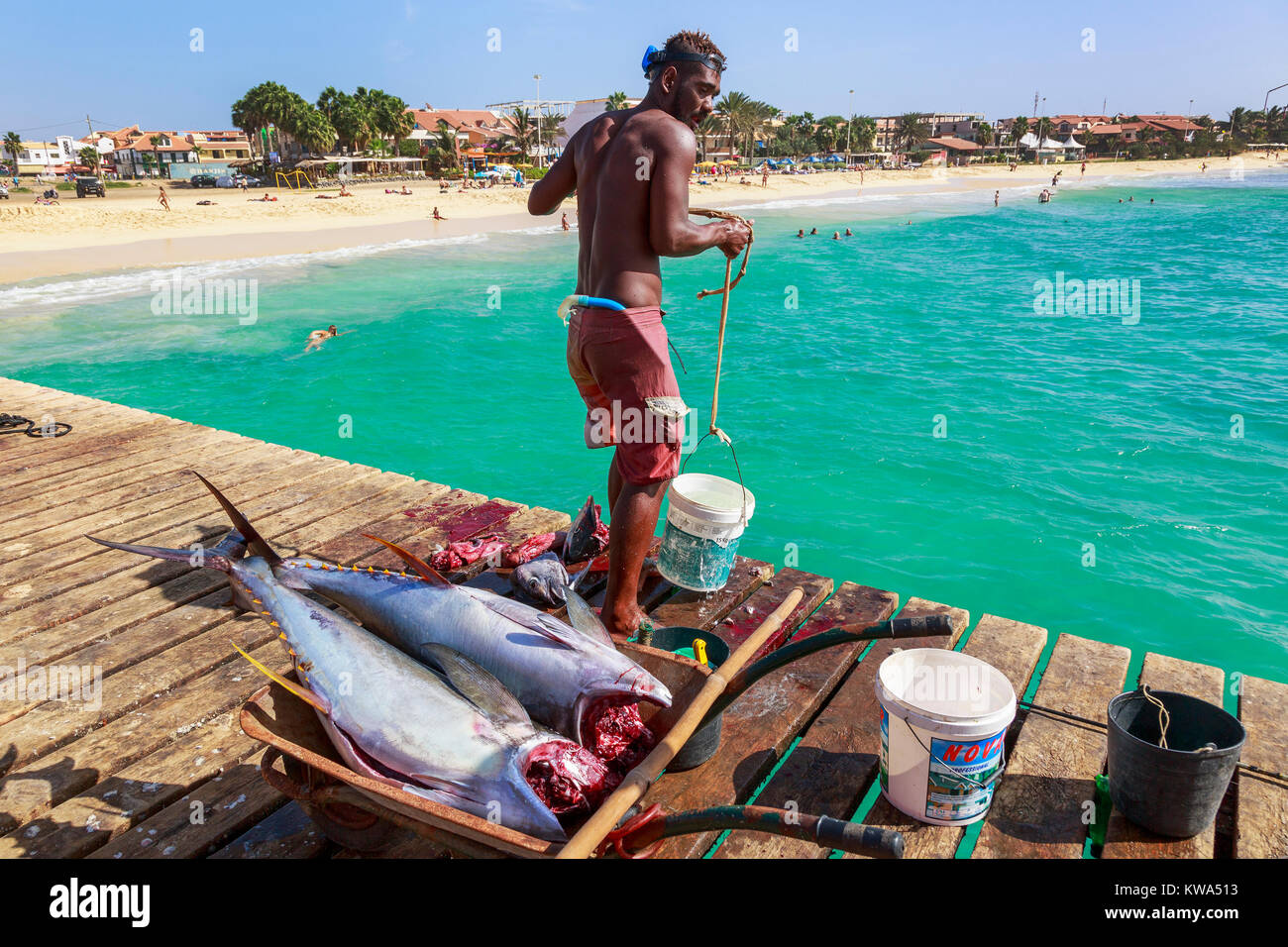 Local fisherman gutted and preparing freshly caught tuna fish on the wooden  pier at Santa Maria, Sal island, Salina, Cape Verde, Africa Stock Photo -  Alamy