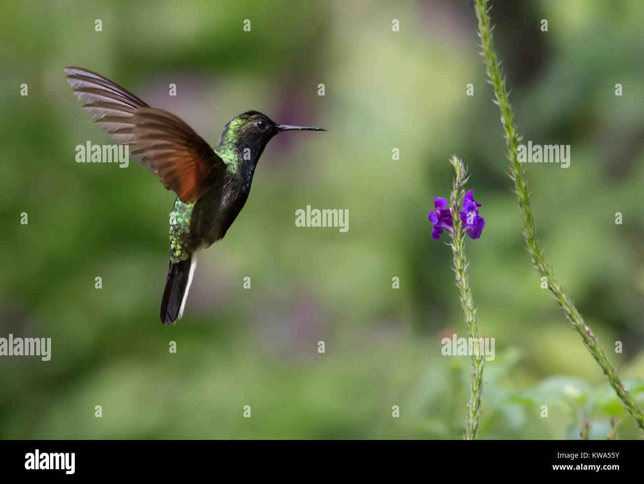 Blackbellied Hummingbird in flight eating nectar Stock Photo Alamy