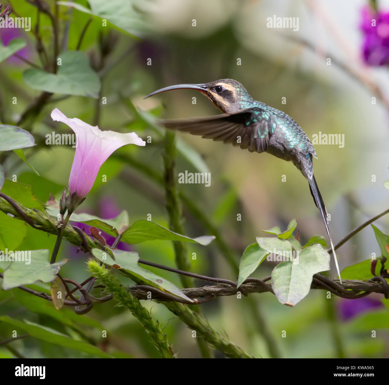 Feamle Green Hermit Hummingbird eating nectar from a flower Stock Photo