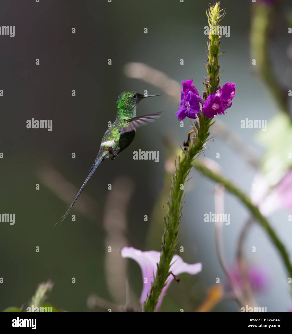 Green Thorntail Hummingbird in flight eating nectar from a flower Stock Photo