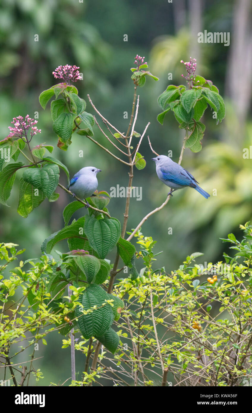 Pair of Blue-gray Tanagers perched in a bush Stock Photo