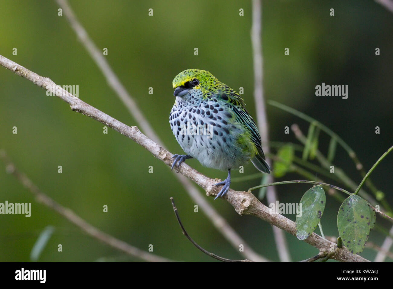 Speckled Tanager perched on a branch Stock Photo