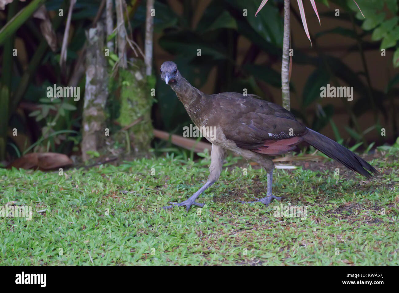 Gray-headed Chachalaca walking in the grass Stock Photo