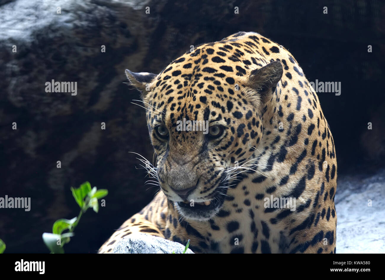 Angry Leopard Closeup Stock Photo