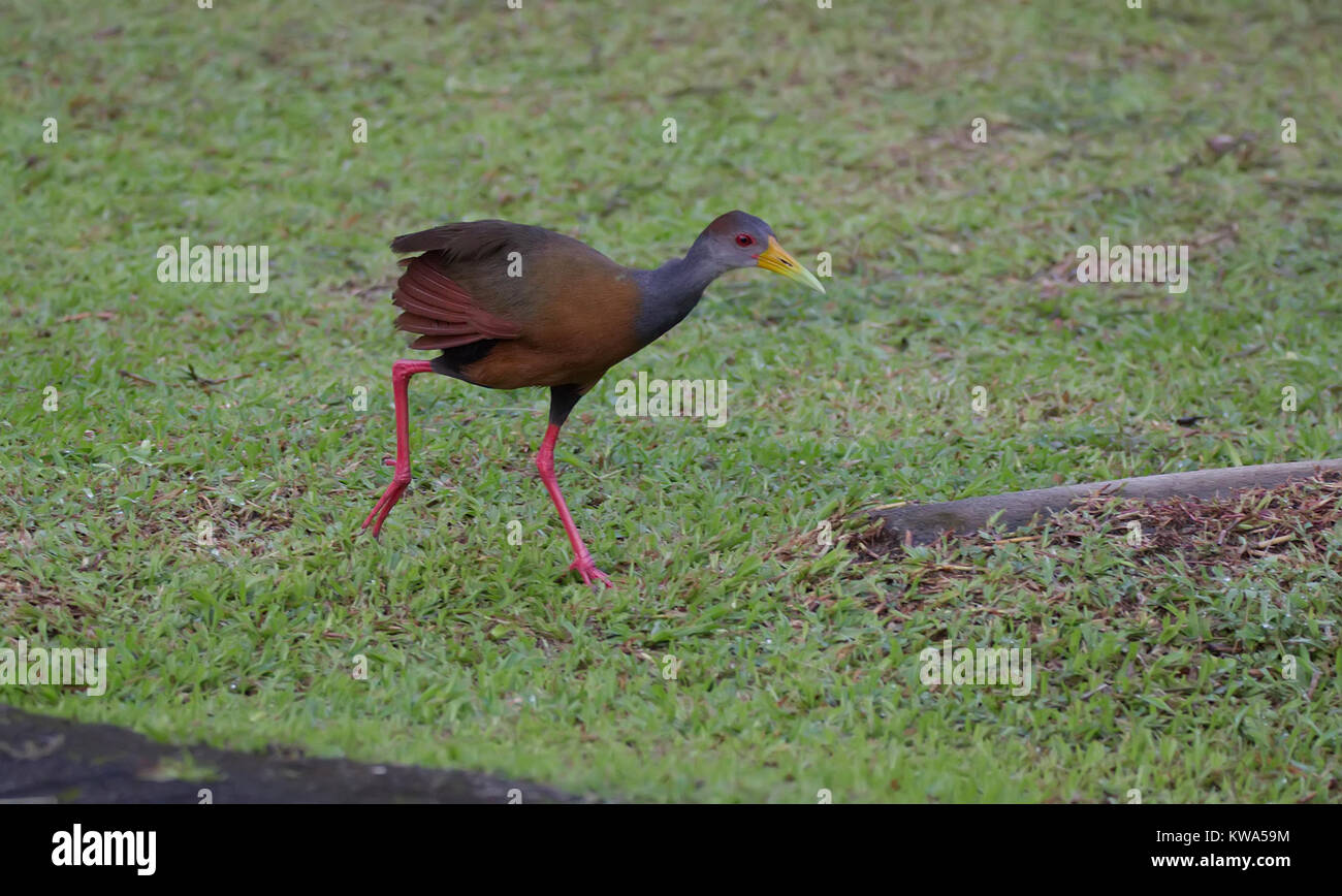 Gray-cowled Wood-Rail walking through the grass Stock Photo