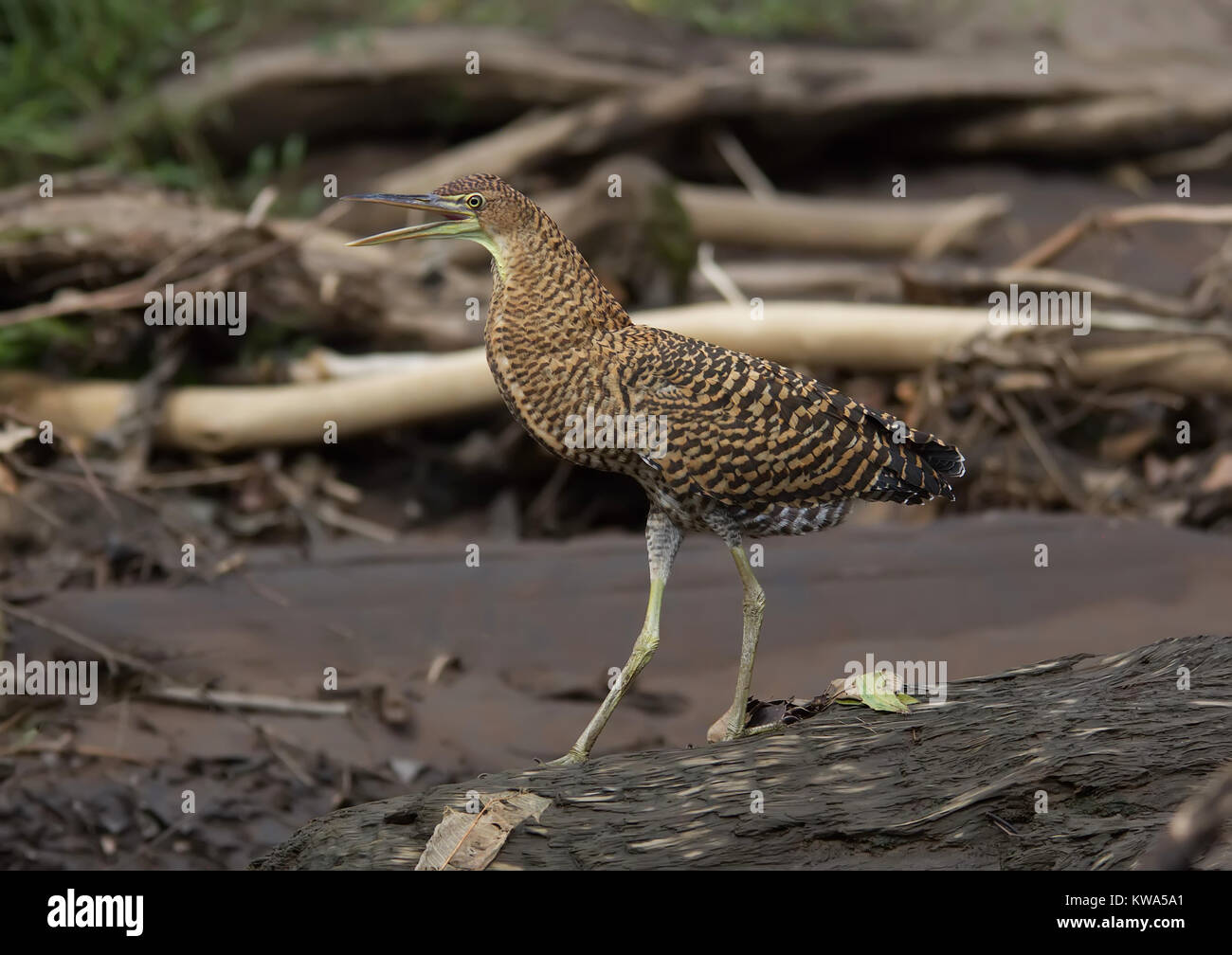 Bare-throated Tiger-Heron, Juvenile walking on the beach Stock Photo