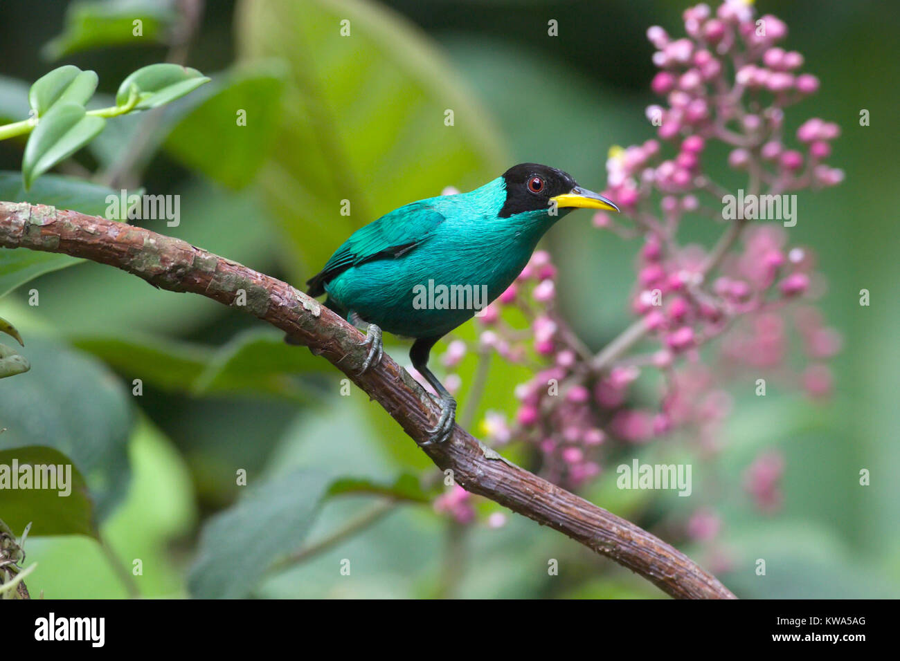 Green Honeycreeper perched on a branch with pink flowers Stock Photo