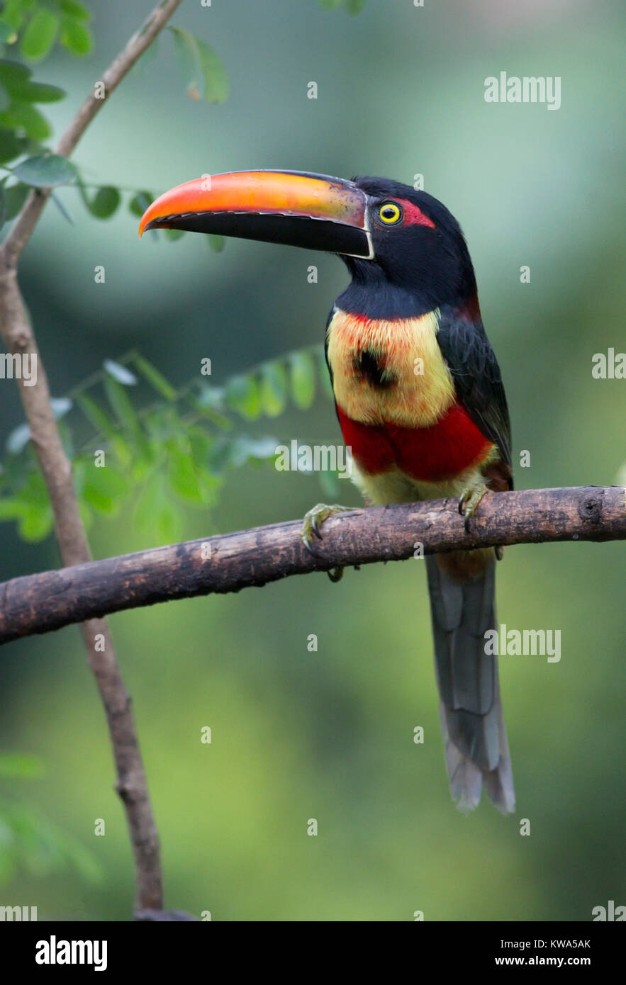 Fiery-billed Aracari perched on a branch Stock Photo